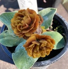 Primula Auricula Lunar Eclipse