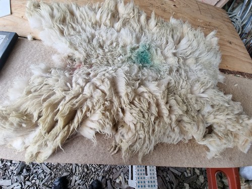 Raw sheep fleece spinning - raw,