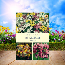 🌸 25 Allium Mixed Bulbs | Beautiful Summer Flowering |  Vibrant | Bee Friendly