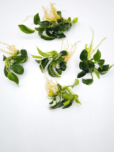 Anubias nana petite - 5x, live