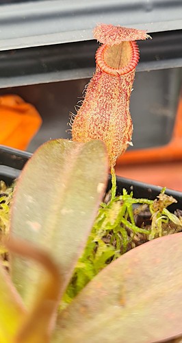 Nepenthes hamata burbidgeae - nepenthes,