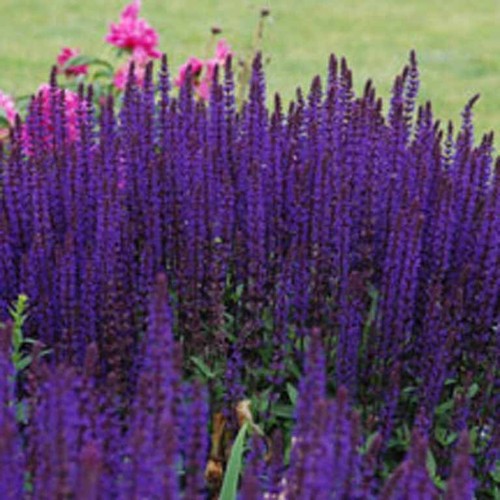 Salvia caradonna pack - salvia,