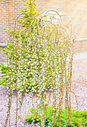 Salix caprea kilmarnock - caprea, 'kilmarnock'