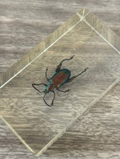 Real Frog-Legged Leaf Beetle