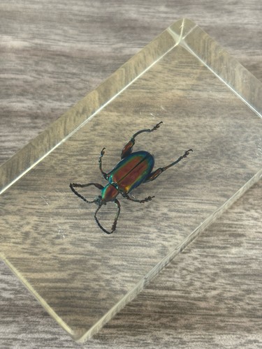 Real frog legged leaf beetle - leaf,