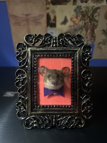 Taxidermy mouse head - mouse, in