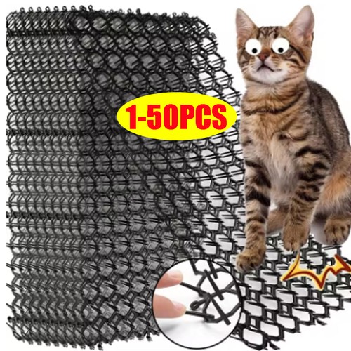Pcs cat scat - scat, anti