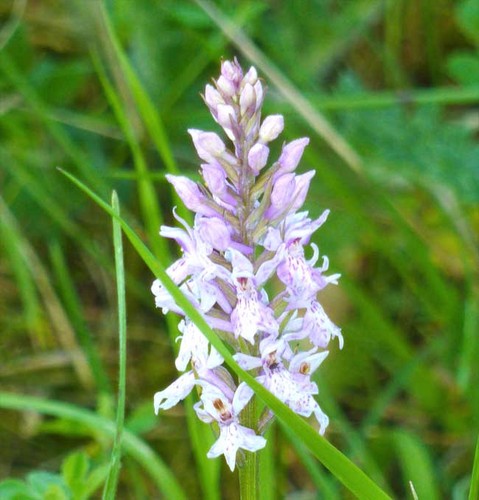 Dactylorhiza maculata ssp - dactylorhiza,