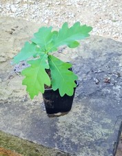 English OAK TREE seedlings 10-