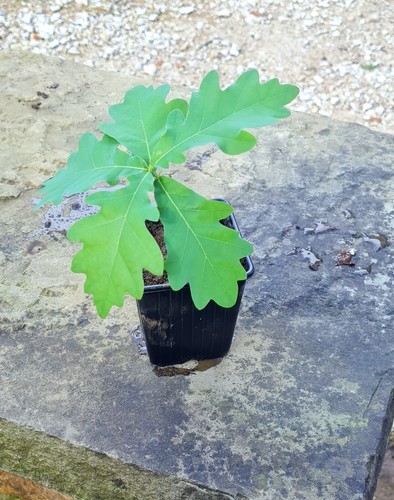 English oak tree - english,