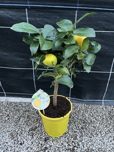 Citrus lemon meyer standard - lemon,