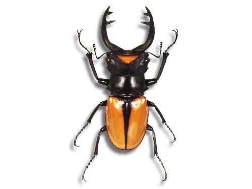 Real odontolabis elegans - odontolabis,
