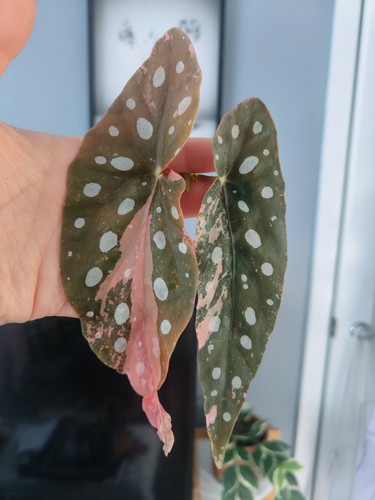 Rare begonia maculata pink - begonia,