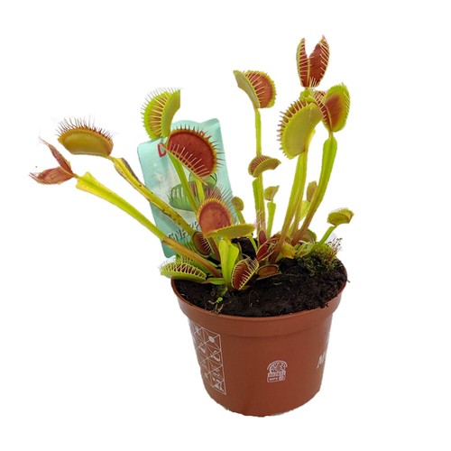 Venus fly trap - venus, indoors