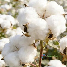 50 Seeds Cotton Spinning