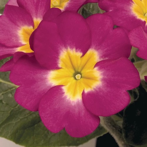 Primula polyanthus crescendo - polyanthus,