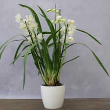 85cm Cymbidium Icing Sugar Orchid Indoor Flowering Live Plant 14cm Pot