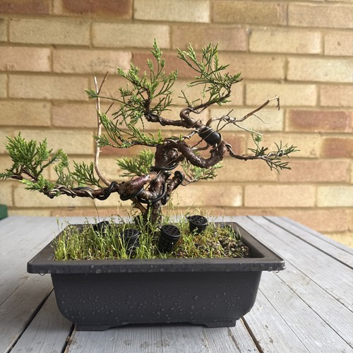 Pre bonsai juniper - pre, tree