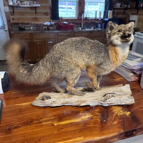Beautiful vintage grey fox - vintage,
