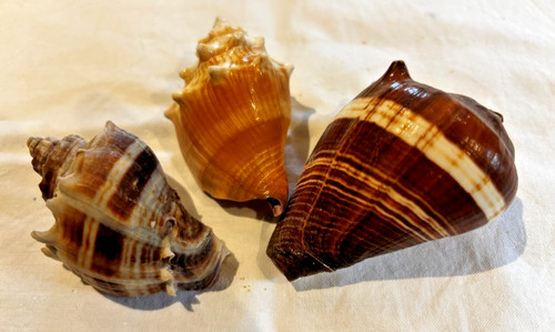 Crown conch shells - crown,