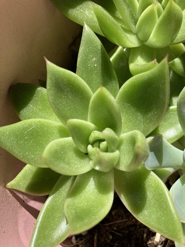 Echeveria green succulent - echeveria,
