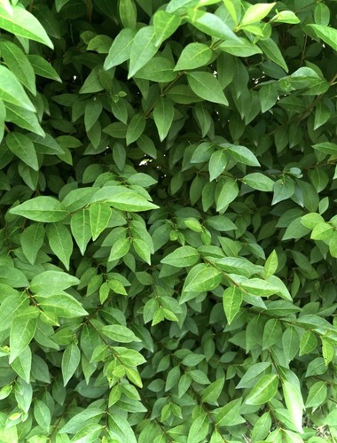 Stick insect food min stems - food,