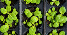 Strong tobacco seedlings - tobacco, |