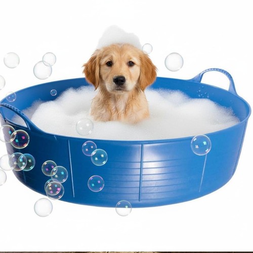Blue dog bath paddling - dog,