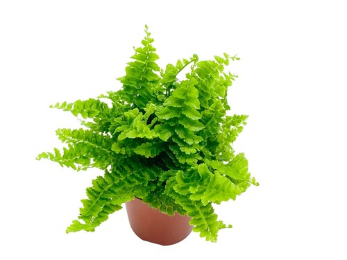 Nephrolepis green fantasy - nephrolepis,