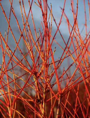Cornus magic flame red - red, dogwood
