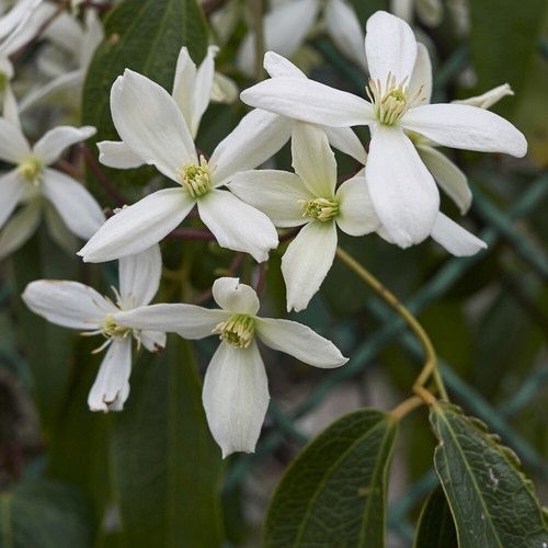 Clematis armandii old - t&m,
