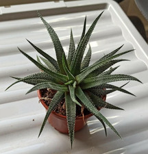 Haworthia succulent plant