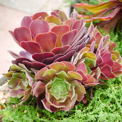 Exact plant aeonium velour - aeonium,