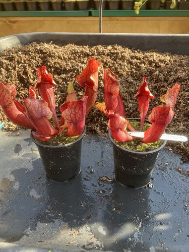 Sarracenia hans - cv.,