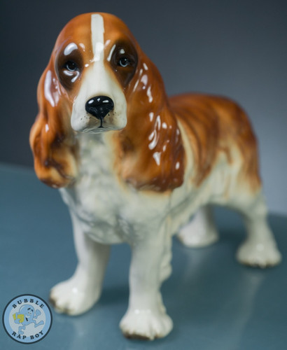 Springer cocker spaniel dog - springer,