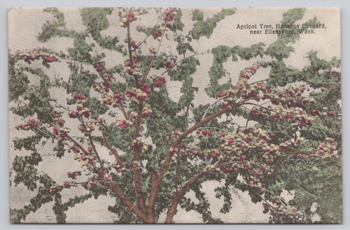Apricot tree hansen orchard - apricot,