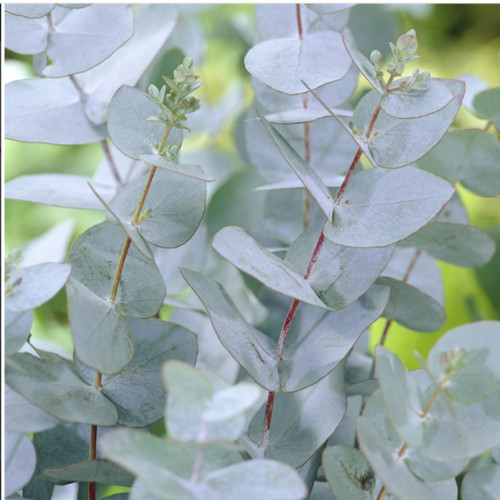 Eucalyptus gunnii evergreen - gunnii,
