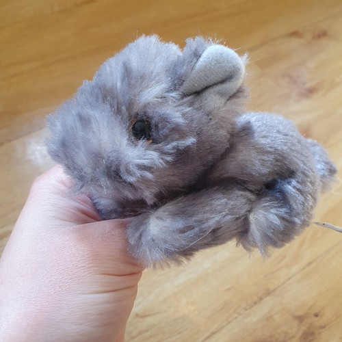 Grey cairn terrier puppy - grey,