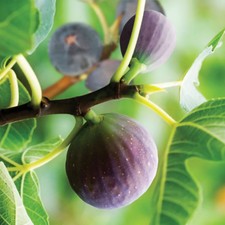 Fig Tree 'Brown Turkey' Fruit Plant in a 1.7L Pot, Grow Your Own Fruit in UK