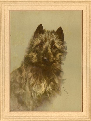Cairn terrier dog - terrier,
