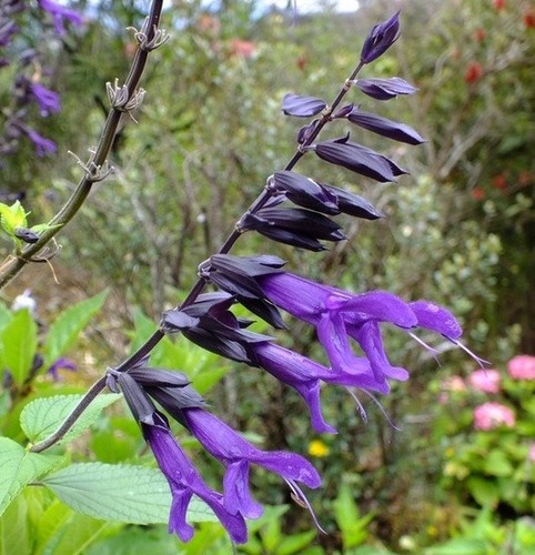 Salvia amistad 9cm - salvia, pot