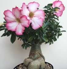 Adenium obesum "Desert Rose" +