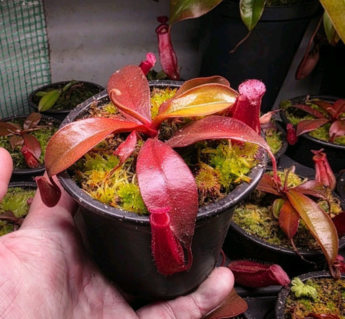 Nepenthes pitcher bloody - nepenthes,