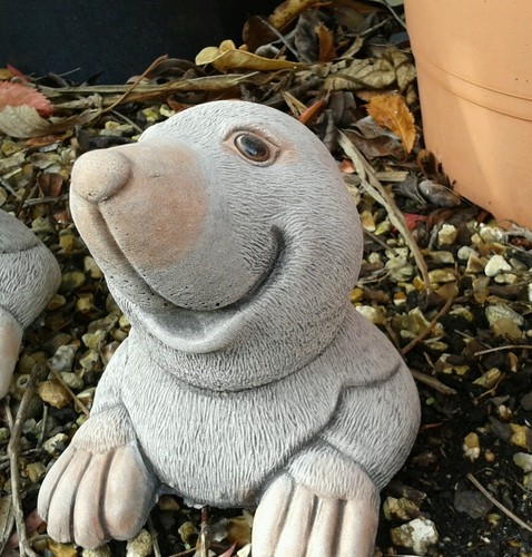 Pop mole garden - pop, up