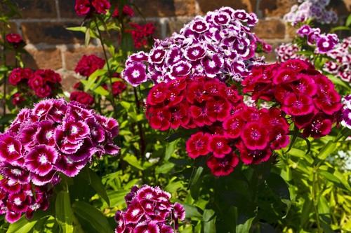 Flower dianthus sweet - flower,