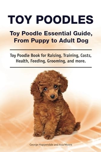 Toy poodles poodle - toy, poodles.