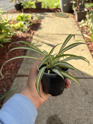 Spider plant variegated - spider,
