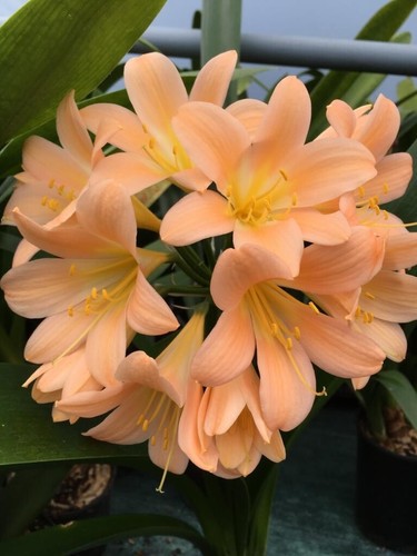 Clivia miniata dark - dark, 3