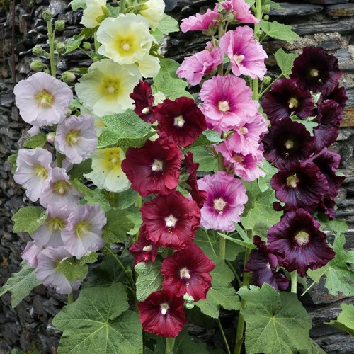 Giant single mix - 25,