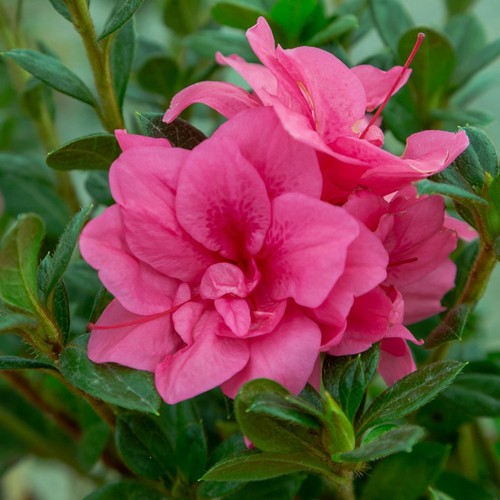 Azalea empress rare - azalea,
